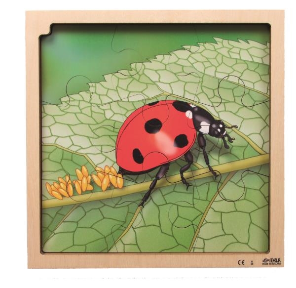 Image sur Puzzle Le cycle de la vie de la coccinelle